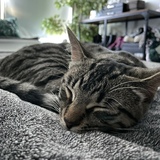 Entry image for Mavis