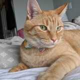 Entry image for Peanut