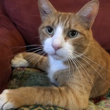 Entry image for Rimmer