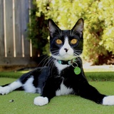 Entry image for Milo