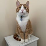 Entry image for Oliver