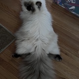 Entry image for Coco