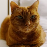 Entry image for Sirabi