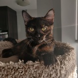 Entry image for Maya