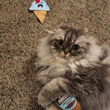 Entry image for Finn