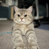 Entry image for Sebastian