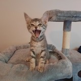 Entry image for Rocky