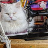 Entry image for Noodle