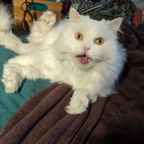 Entry image for Noodle 