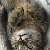 Entry image for Nala