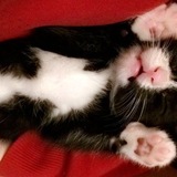 Entry image for Milo