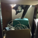 Entry image for Jack