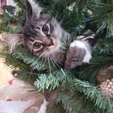 Entry image for Milo