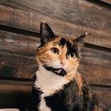 Entry image for Tonks