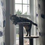 Entry image for Reese