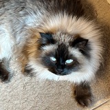 Entry image for Frankie