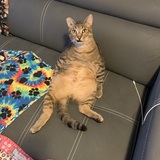 Entry image for Mega