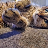 Entry image for Miki