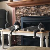 Entry image for Bean Bunny and Sweetums