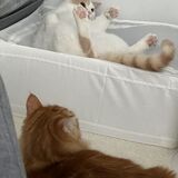 Entry image for Momo