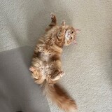 Entry image for Yuubee