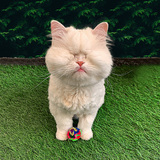 Entry image for Moet