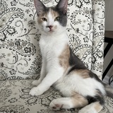 Entry image for Maple