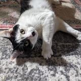 Entry image for Phantom