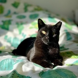 Entry image for Taco