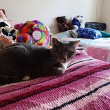 Entry image for Lucy 