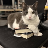 Entry image for Molson