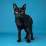 Entry image for Tabouli 