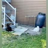 Entry image for Daisy and Moogy