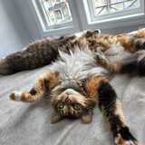 Entry image for Snickers