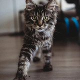 Entry image for Aurora