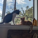 Entry image for Basil and Boo