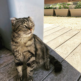 Entry image for Balu