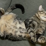 Entry image for Bubz