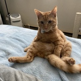 Entry image for Fishball