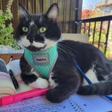 Entry image for Trixie