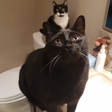 Entry image for Taco