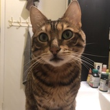 Entry image for Bean