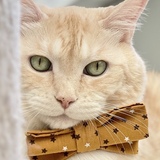 Entry image for Bailey