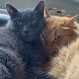 Entry image for Loki and Thor