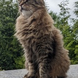 Entry image for Kamo