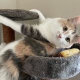 Entry image for Pumpkin