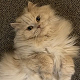 Entry image for Nala