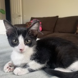 Entry image for Rory