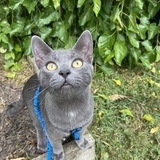 Entry image for Yoda Bear