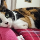 Entry image for Rainbow